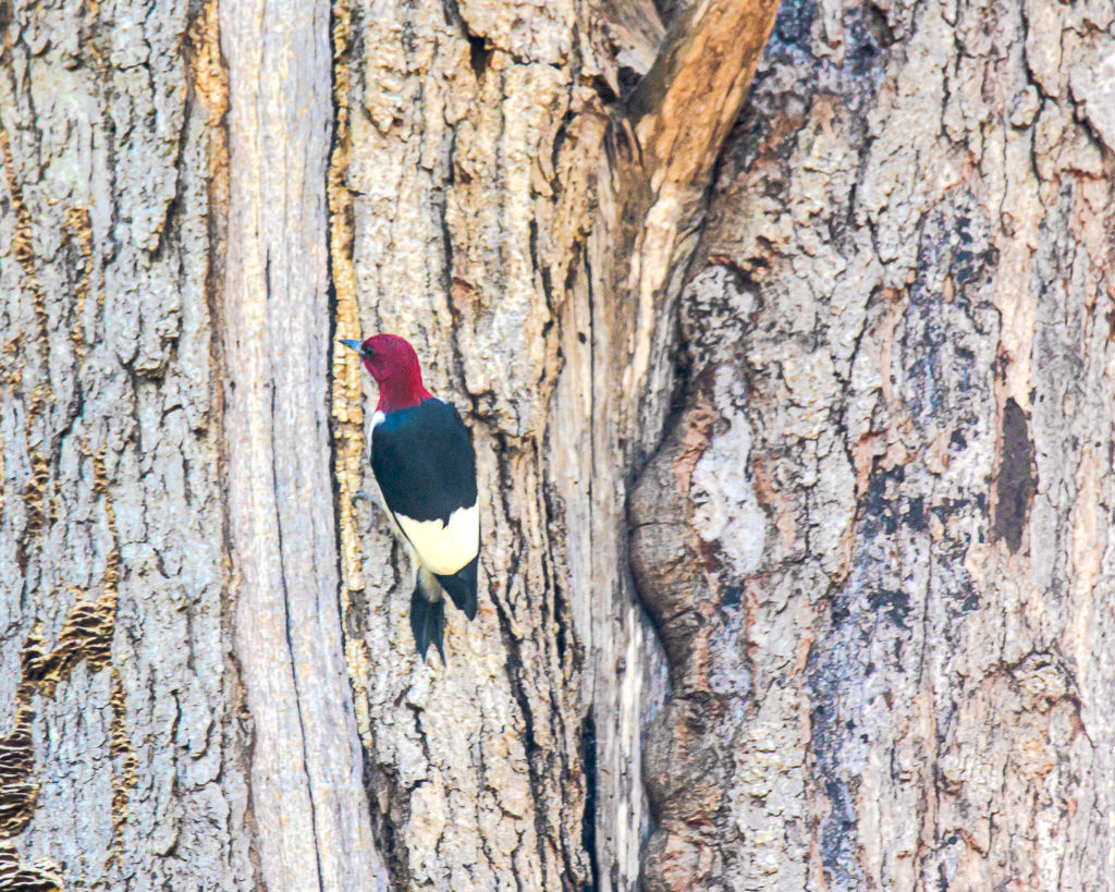 Backyard Birds NH-2090.jpg